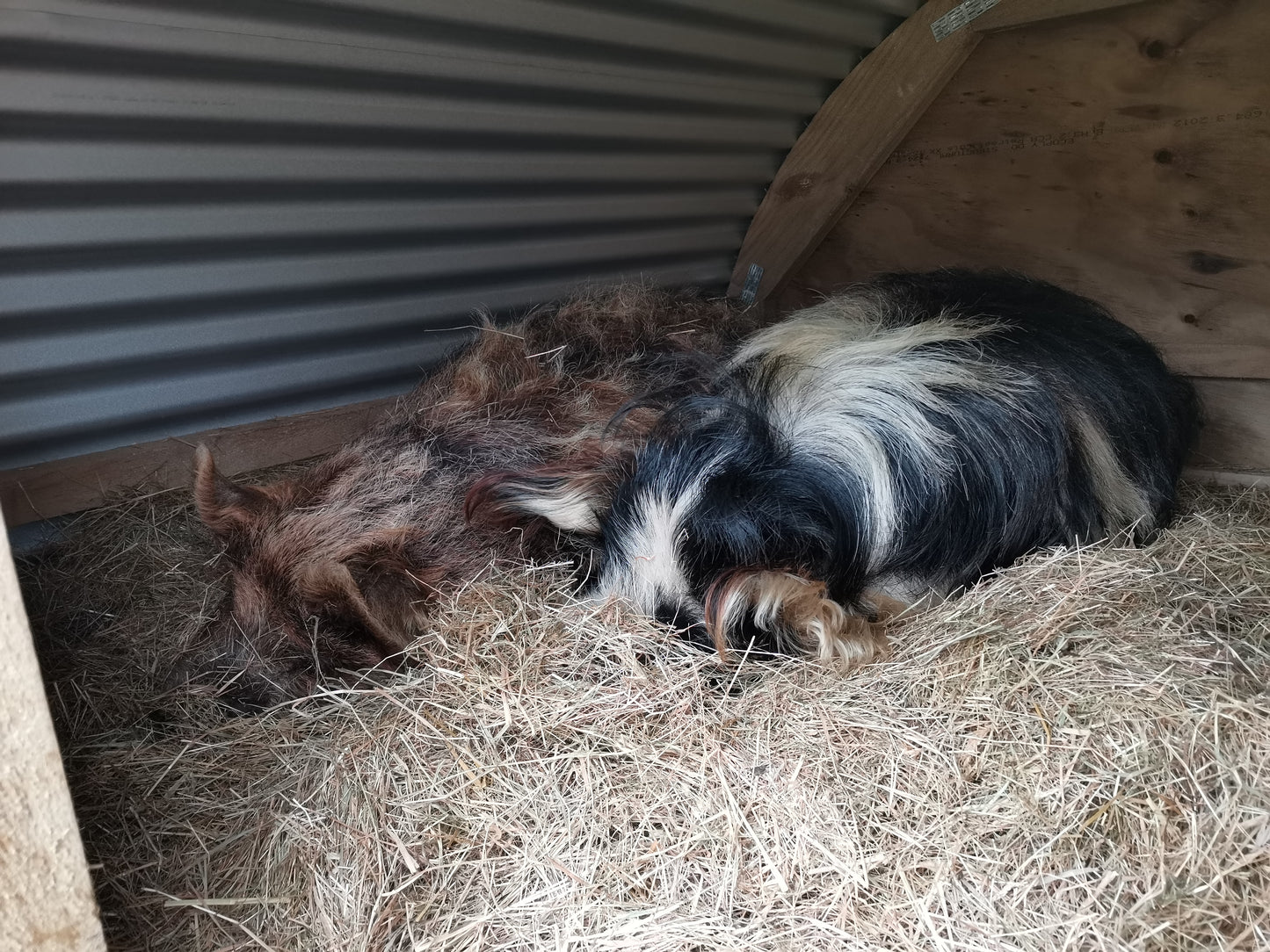 Animal Shelter