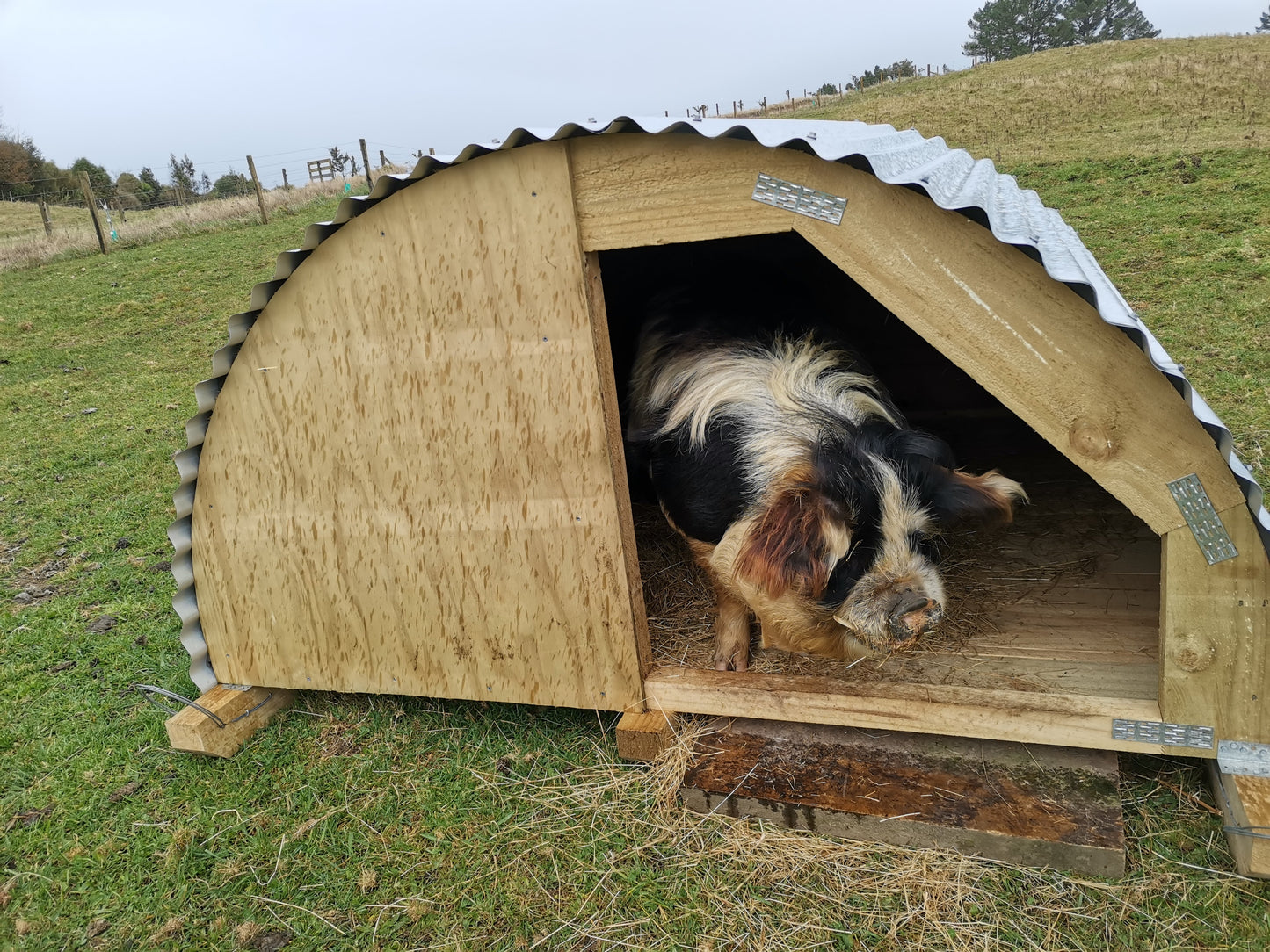 Animal Shelter