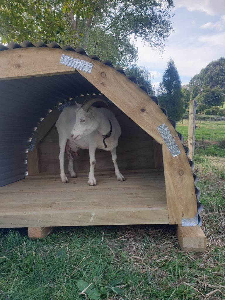 Animal shelter for sale in NZ | suitable for large dogs, pigs, lambs and calves | Goat inside a round wooden shelter with corrugate iron roof resting on pine skids in a green pasture | For sale in Auckland, Waikato and the North Island New Zeland
